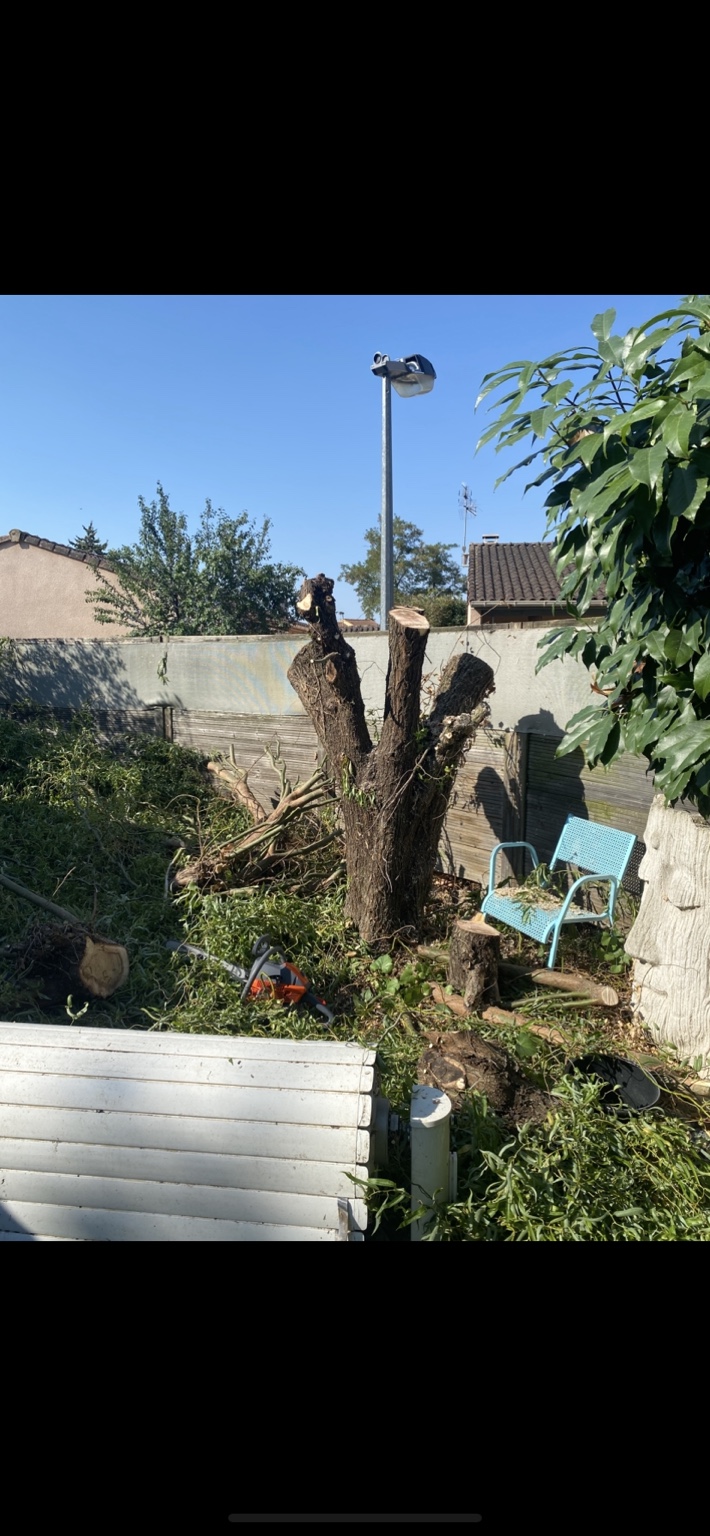 Petit arbre pendant son démontage progressif